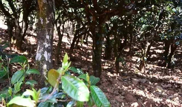 2023年勐庫豆腐寨古樹春茶價格是多少？