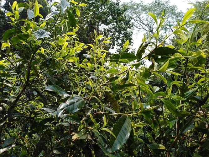 2023年勐庫河邊寨古樹特點(diǎn)是什么？