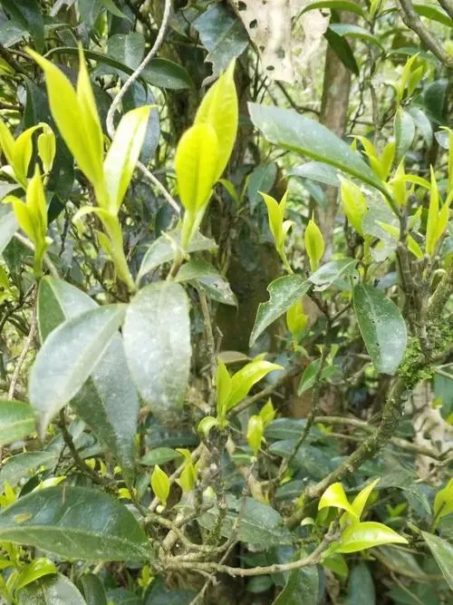 2023年勐庫(kù)河邊寨古樹(shù)春茶多少一公斤？