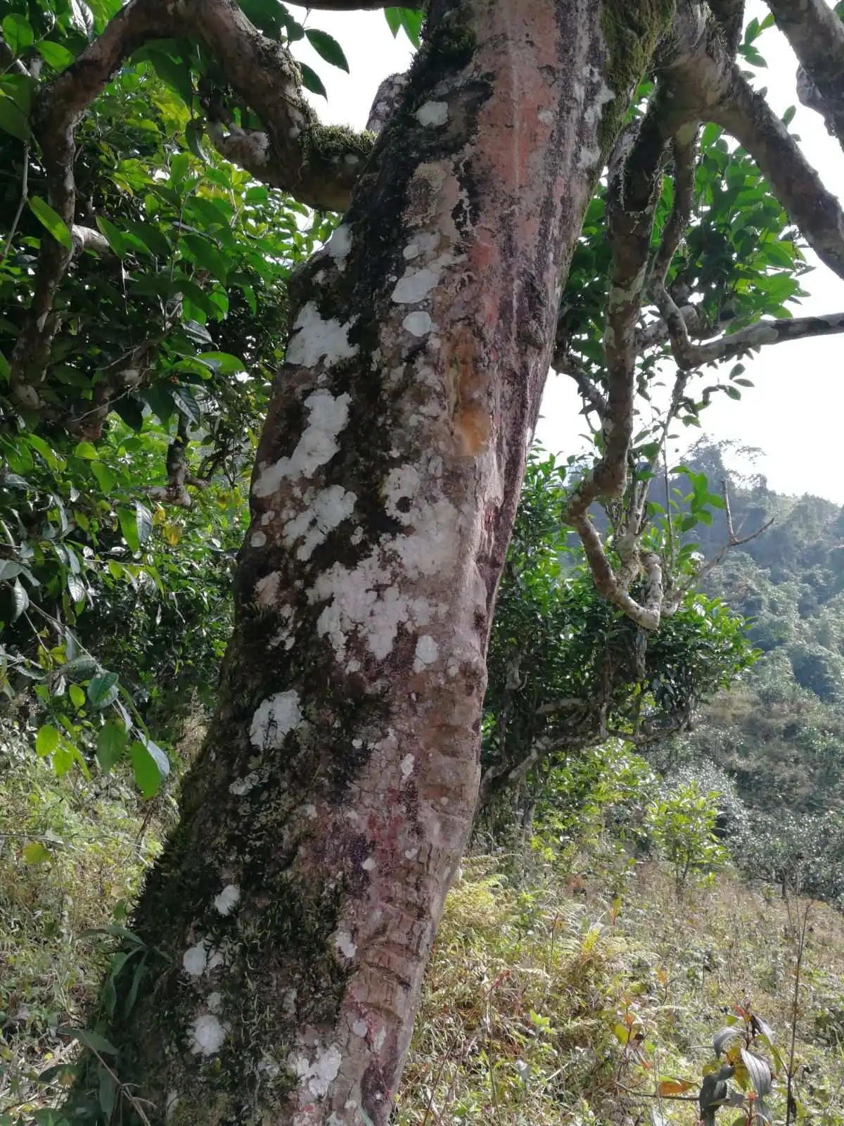 2023年麻栗坡古樹春茶特點(diǎn)是什么？