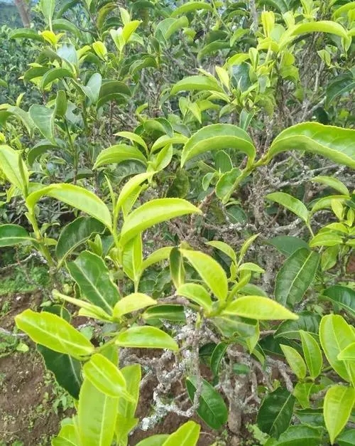 2023年鍋底塘古樹春茶口感如何？