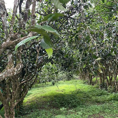 2023年永德大雪山古樹春茶特點(diǎn)是什么？