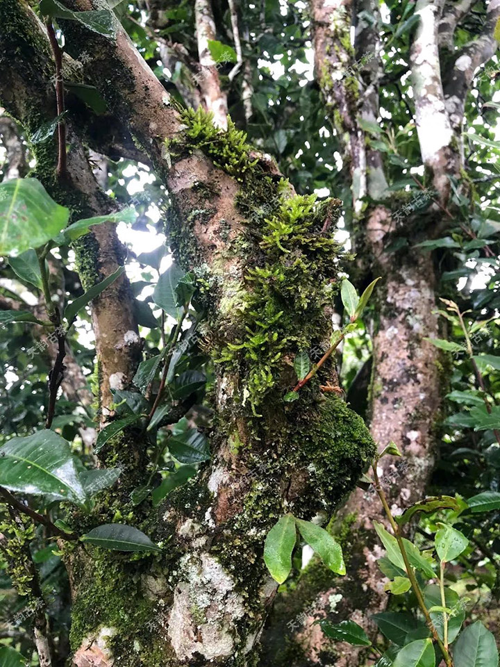 2023年永德大雪山古樹春茶品質(zhì)如何？