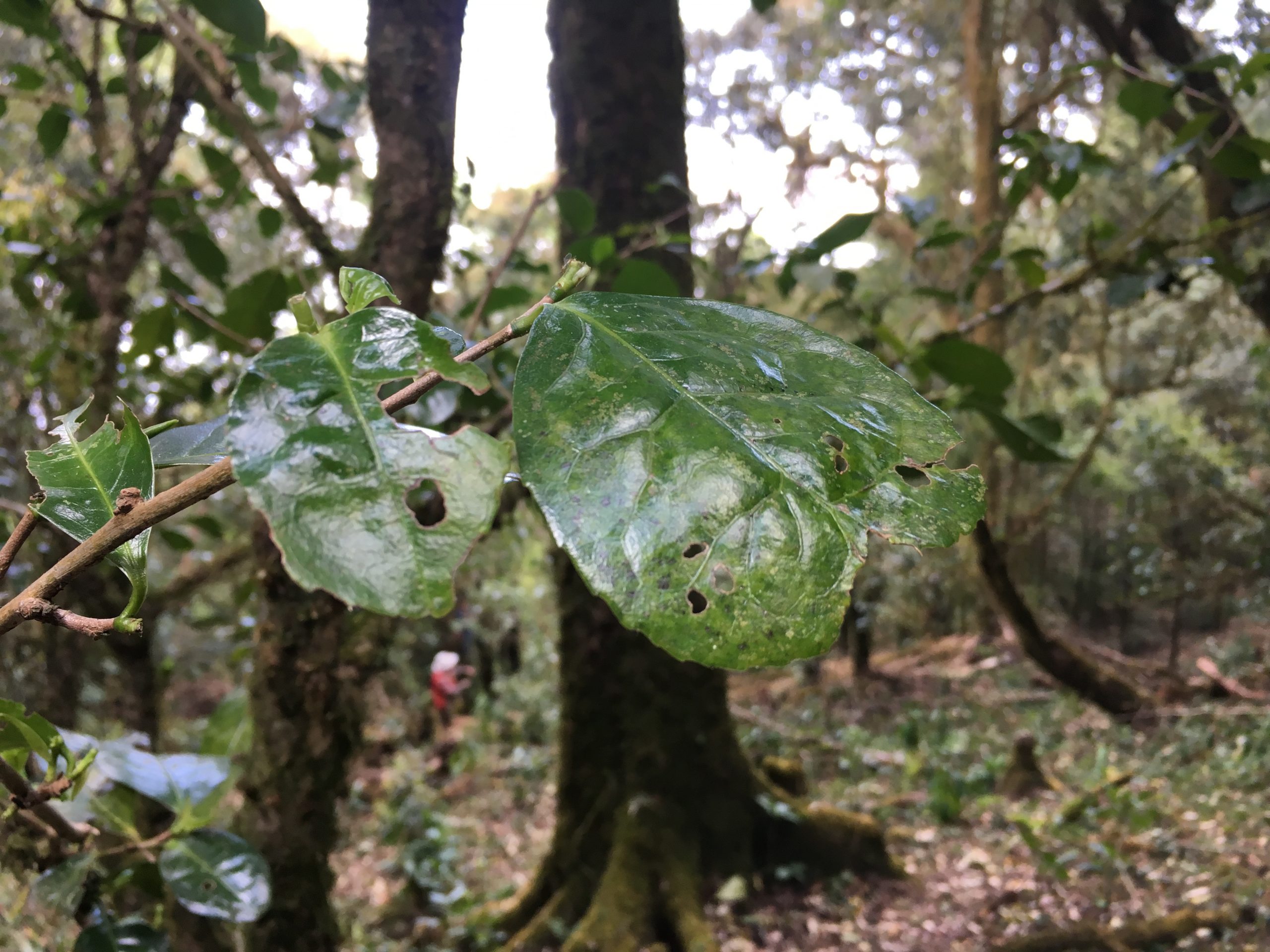 2023年永德大雪山古樹春茶多少一公斤？