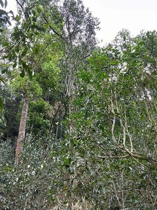 2023年多依樹(shù)古樹(shù)春茶品質(zhì)如何？