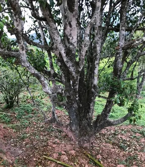 2023年易武張家灣古樹春茶特點是什么？