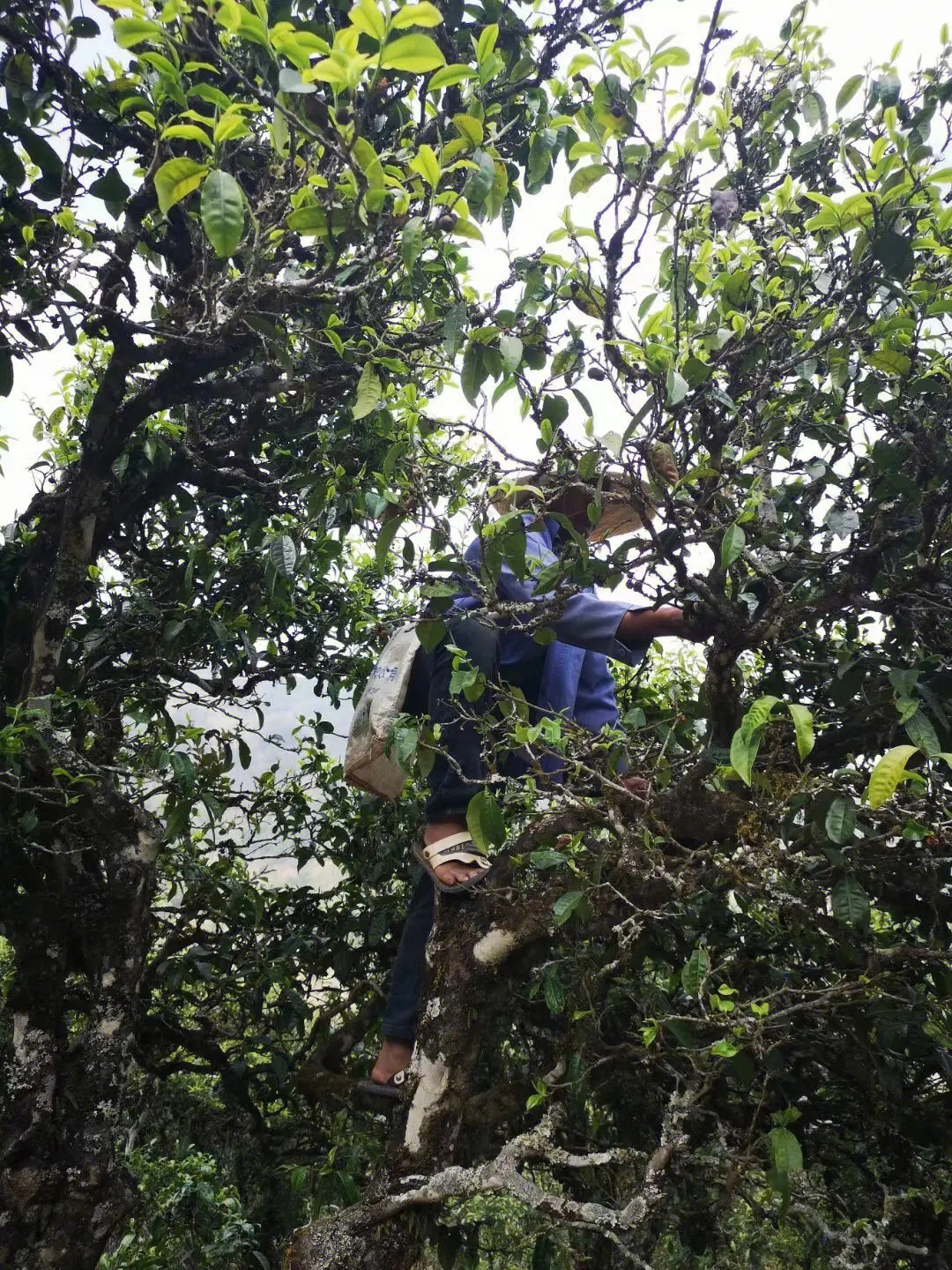 2023年寧洱擺尾箐古樹春茶品質(zhì)如何？