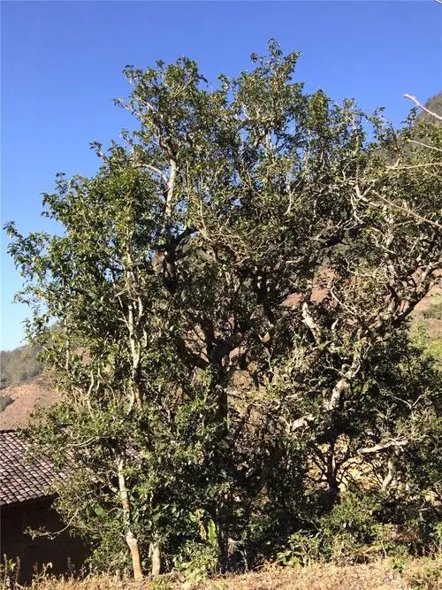 2023年寧洱擺尾箐古樹春茶價格是多少？