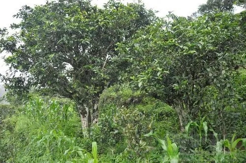 2023年鎮(zhèn)沅老海塘古樹春茶特點 是什么？