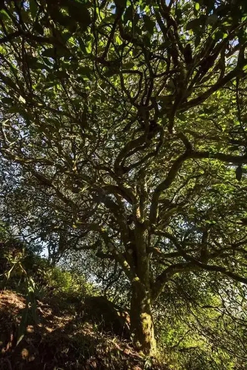 2023年鎮(zhèn)沅老烏山古樹春茶品質(zhì)如何？