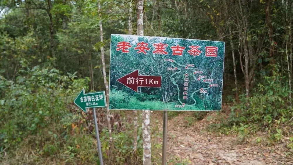 2023年普洱老安寨古樹春茶特點是什么？