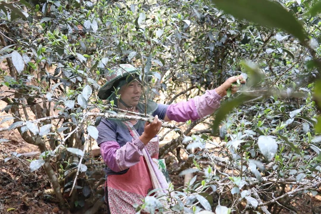 2023年普洱老安寨古樹春茶口感怎么樣？