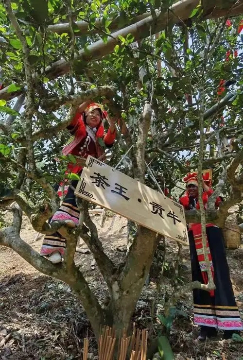 2023年普洱老安寨古樹春茶多少一公斤？