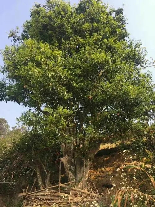 2023年千家寨古樹春茶特點是什么？