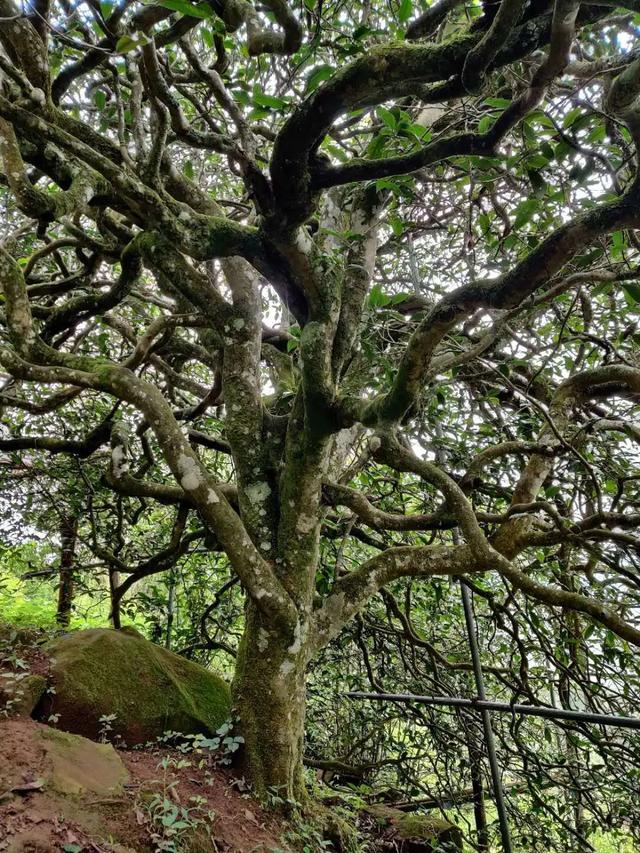 2023年千家寨古樹春茶品質(zhì)如何？