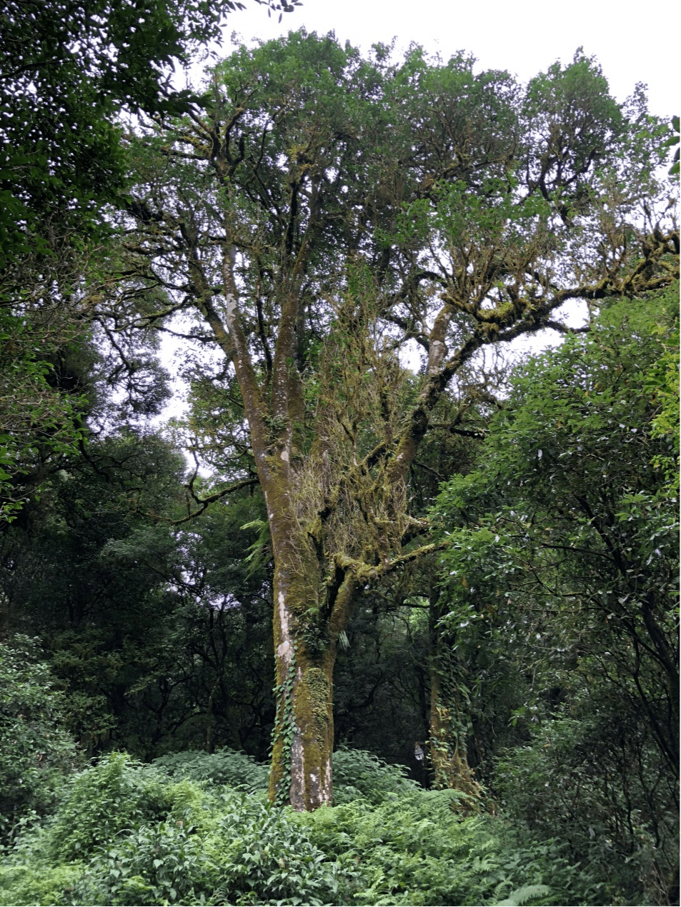 2023年千家寨古樹春茶價(jià)格是多少？