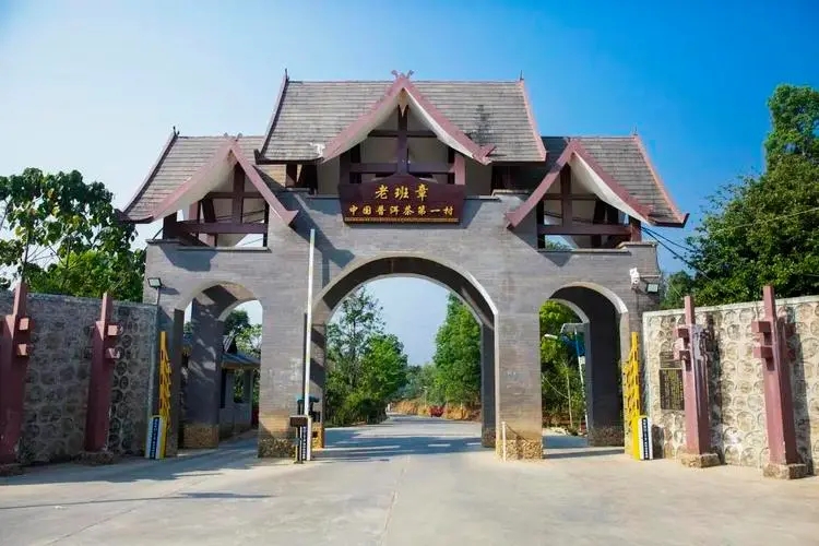 2024年老班章古樹春茶口感是什么？