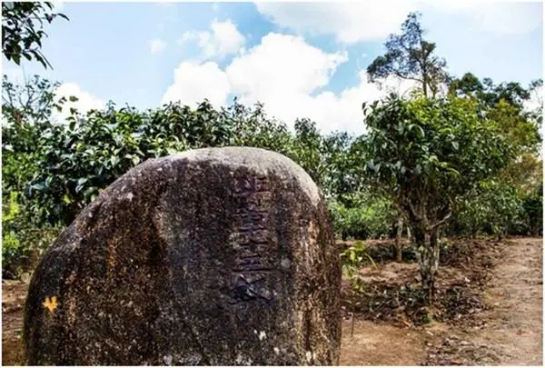 2024年老班章古樹春茶多少一公斤？