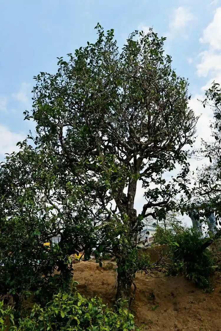 2024年冰島老寨古樹春茶口感是什么？