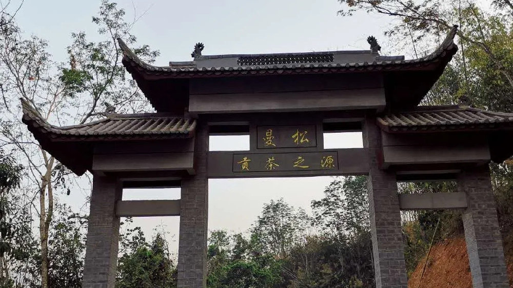 2024年曼松古樹春茶品質(zhì)如何？