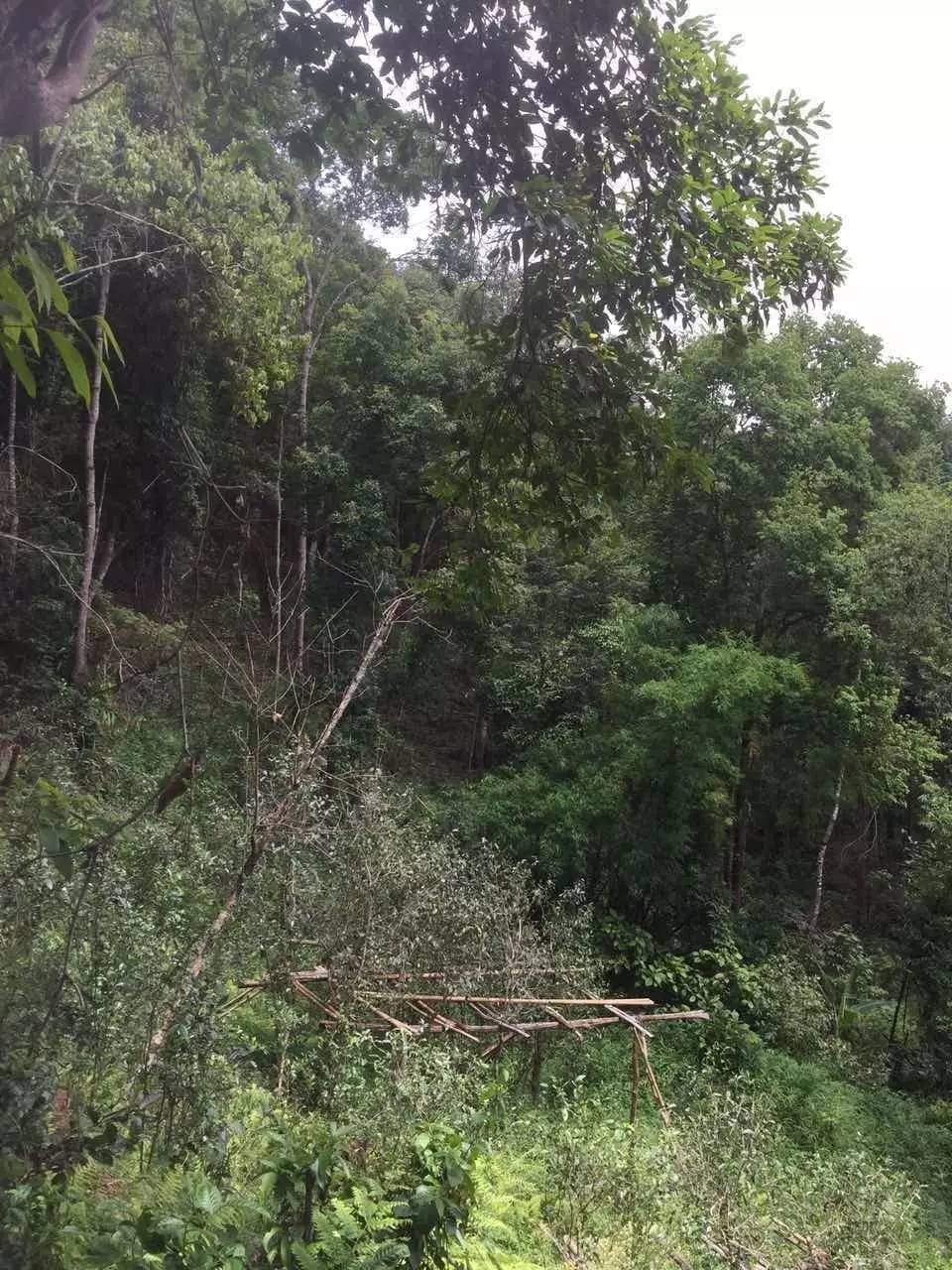 2024年曼松古樹春茶特點(diǎn)是什么？