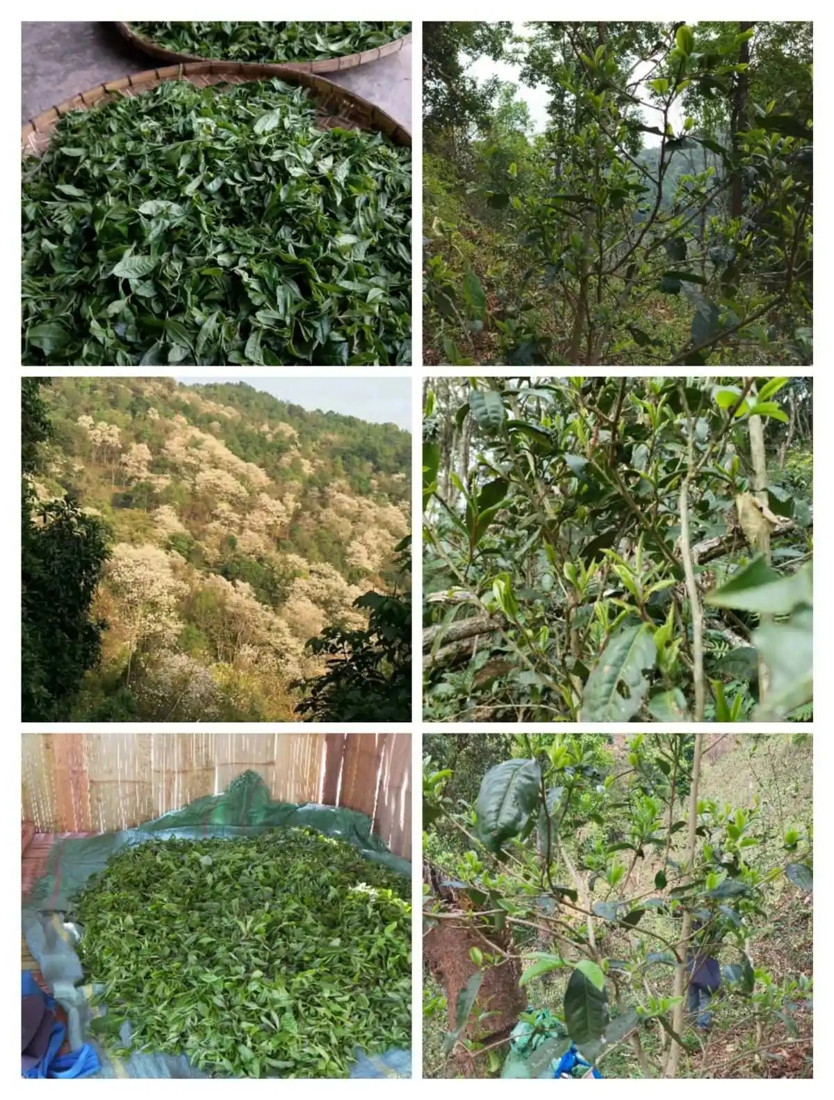 2024年曼松古樹春茶價(jià)格是多少？