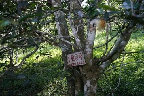 2024年薄荷塘古樹春茶特點(diǎn)是什么？