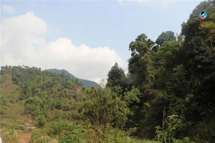 2024年薄荷塘古樹春茶品質(zhì)怎么樣？