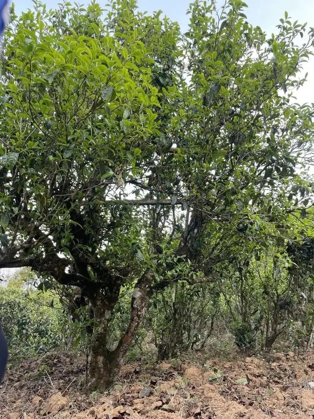 2024年薄荷塘古樹春茶價(jià)格是多少？