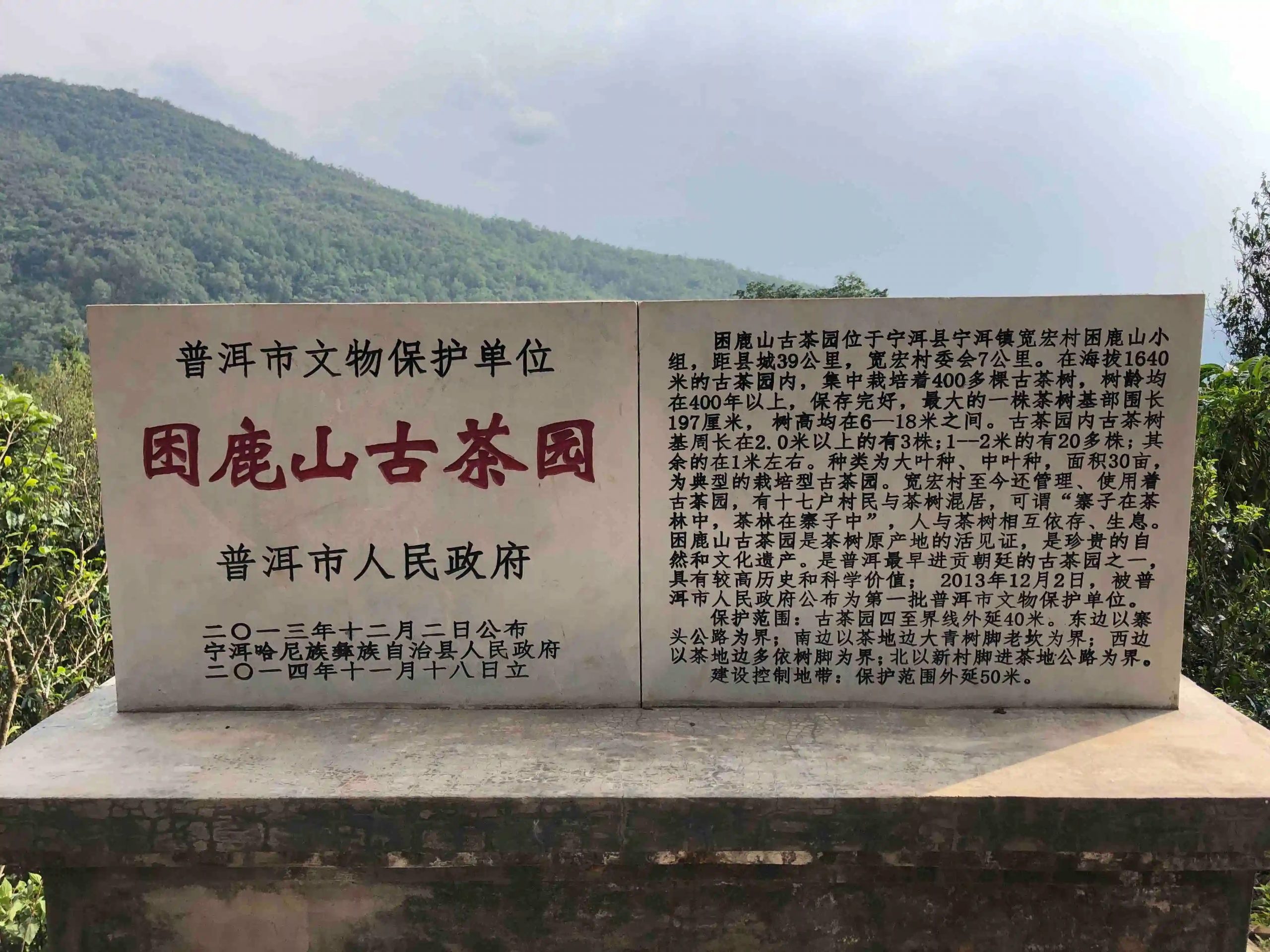 2024年困鹿山古樹春茶品質(zhì)怎么樣？