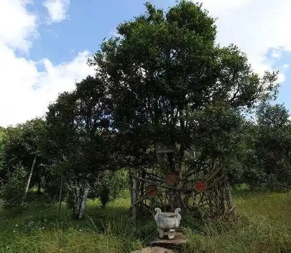 2024年困鹿山古樹春茶價格是多少？