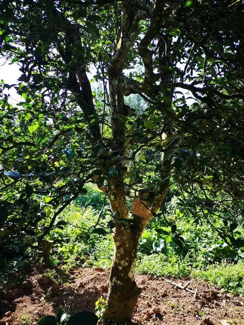 2024年困鹿山古樹春茶多少錢一公斤？