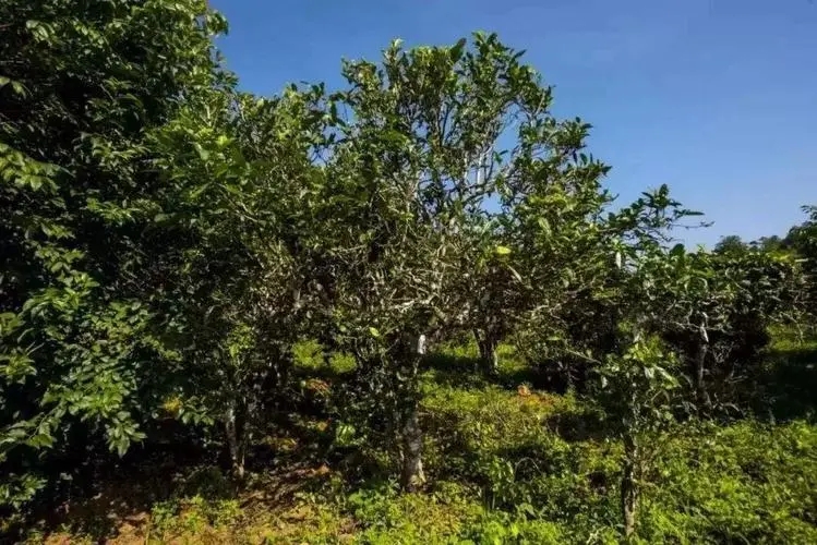 2024年迷帝古樹春茶特點是什么？