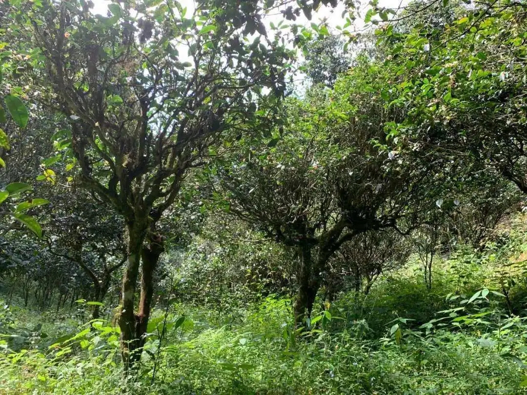 2024年墨江鳳凰窩古樹春茶品質怎么樣？