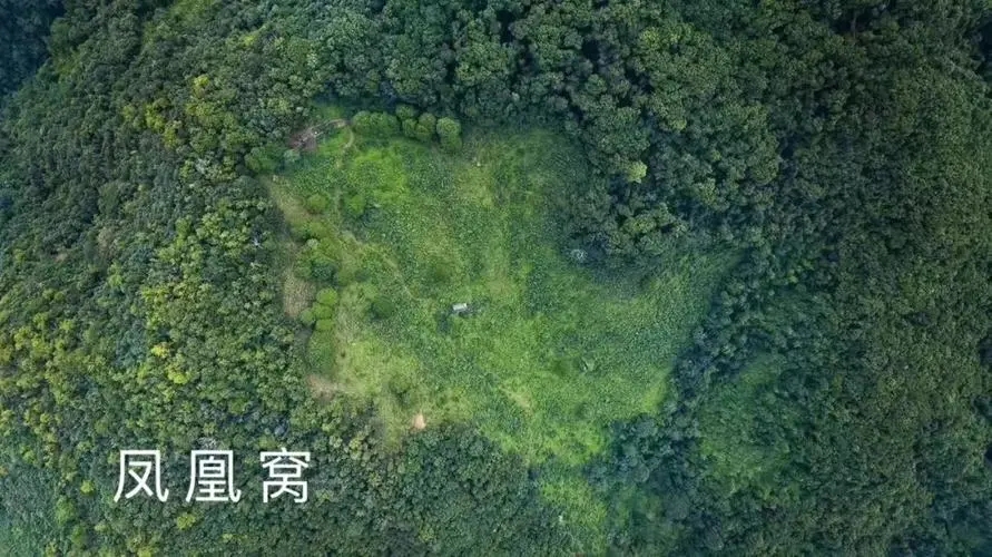 2024年墨江鳳凰窩古樹春茶多少錢一公斤？