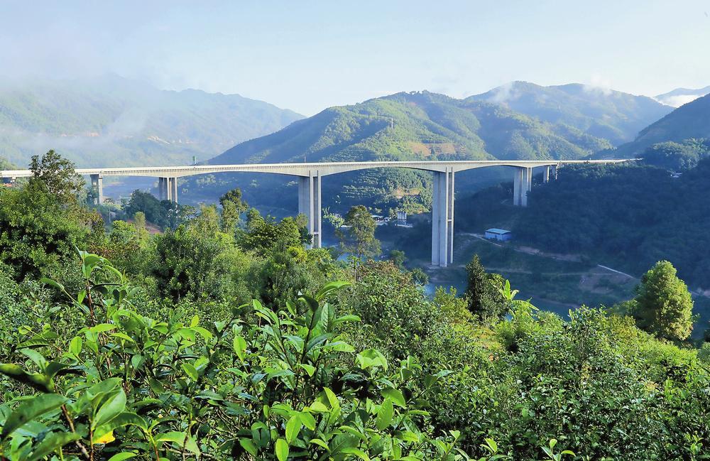 2024年昔歸古樹春茶品質如何？