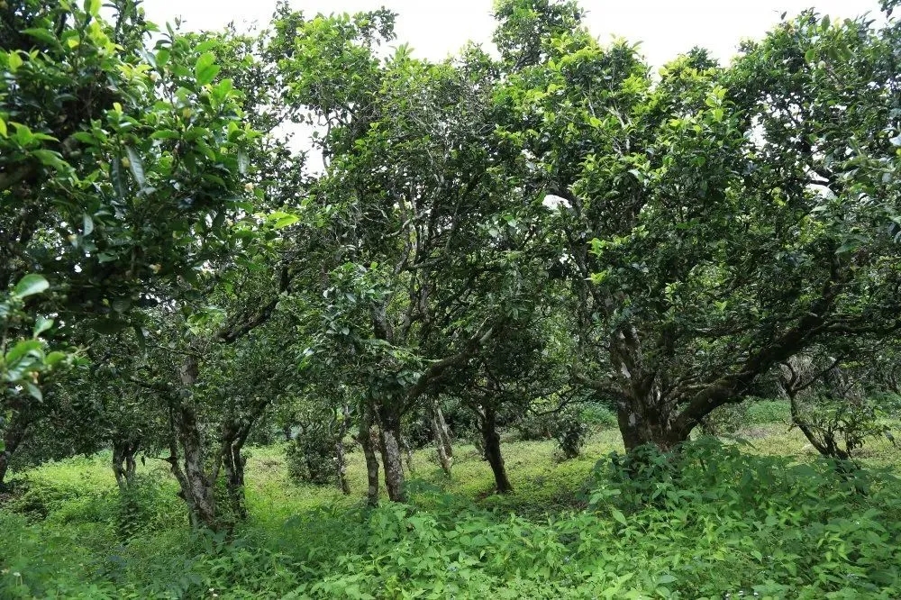 2024年昔歸古樹春茶價格是多少？