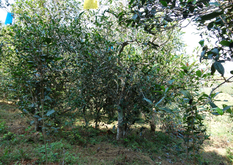 2024年昔歸古樹春茶多少錢一公斤？