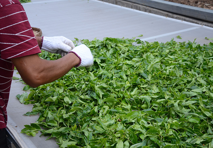 2024年磨烈古樹春茶特點是什么？