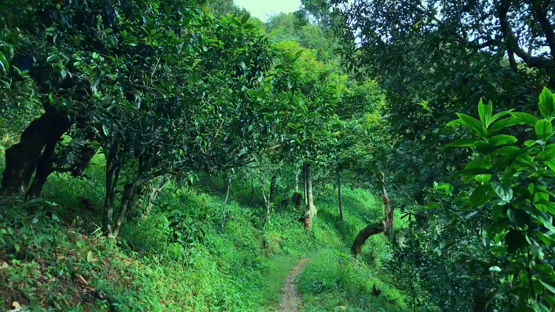 2024年磨烈古樹春茶品質如何？