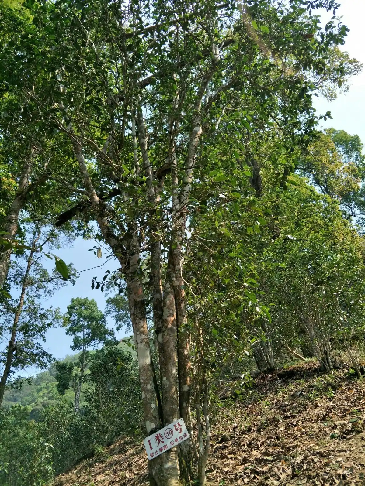 野境王者、普洱巔峰！薄荷塘成為普洱無冕之王的十大原因