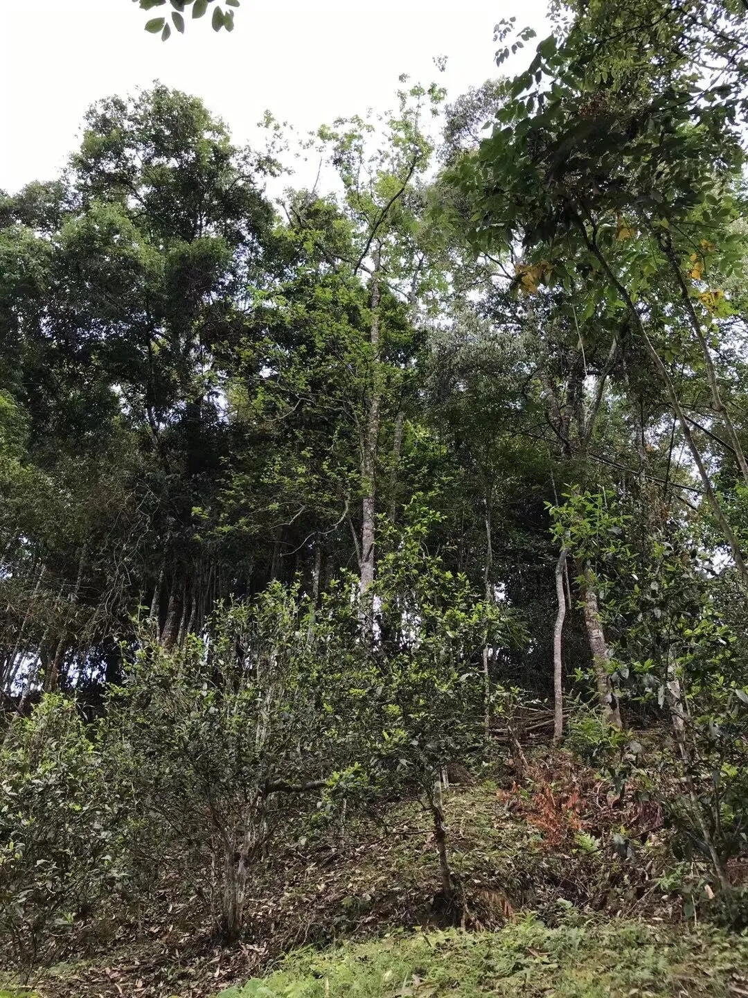 2025年易武古樹春茶口感如何？