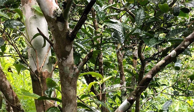 2025年易武古樹春茶品質(zhì)怎么樣？