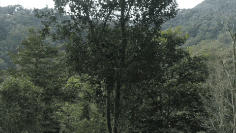 2025年易武古樹春茶價(jià)格是多少？