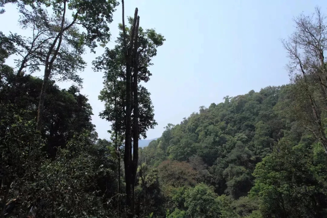 2025年易武古樹春茶多少錢一公斤？