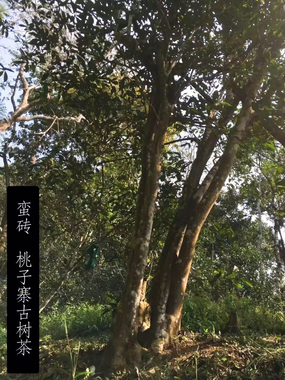 2025年蠻磚古樹春茶口感怎么樣？