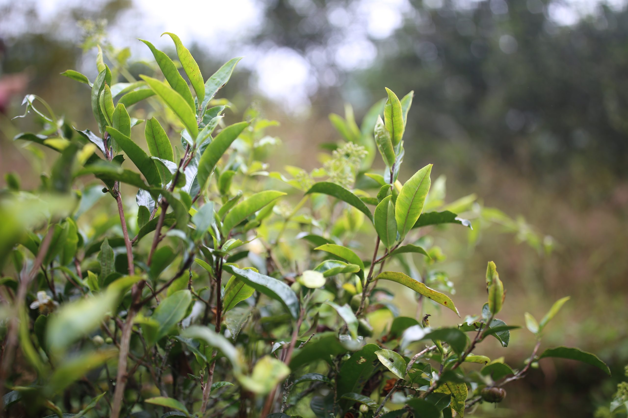 2025年蠻磚古樹春茶多少錢一公斤？