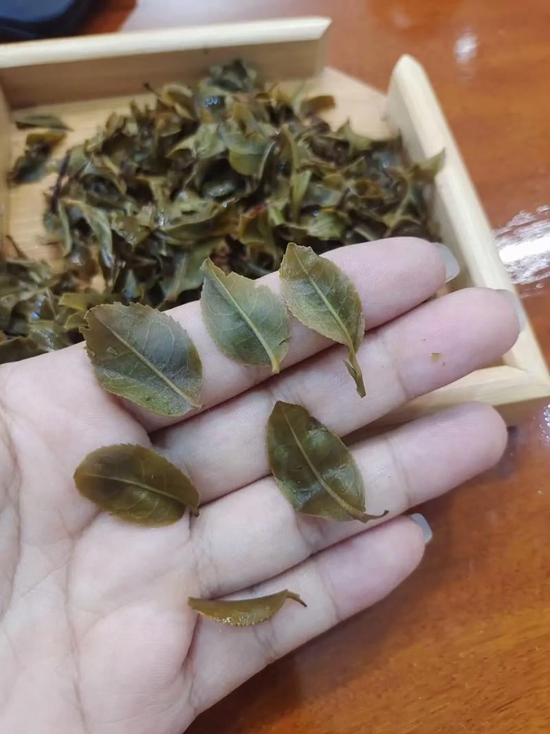 倚邦頭春茶，小葉種的春天