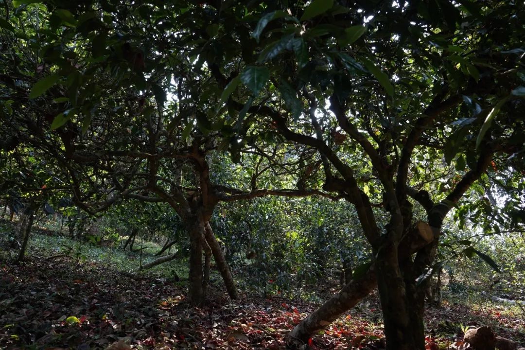 南糯山：云南茶業(yè)科研的發(fā)祥地